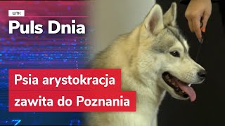 Psia arystokracja zawita do Poznania [upl. by Clovis962]