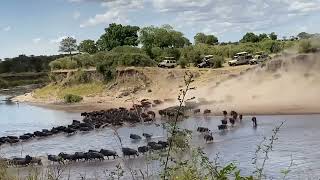 Wildebeest Migration Facts About Wildebeest  African Wildlife [upl. by Notpmah]