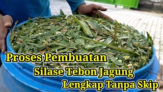 Proses Pembuatan Silase Tebon Jagung  Kandang Sitinggil [upl. by Nayk543]