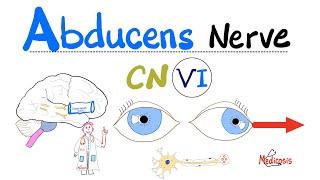 Abducens Nerve  Cranial Nerve 6 CN VI  Cavernous Sinus Syndrome Pseudotumor cerebri [upl. by Edmonds152]