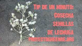 Tip de un minuto cosecha de semillas lechuga [upl. by Trawets]