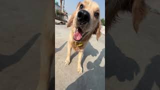 Golden retriever dog 🐶dogshorts goldenretrieversclub doglover funny dogowner petowner [upl. by Leyes366]