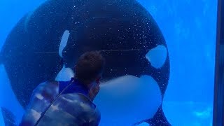 One Ocean Featuring Tilikum amp Malia  Aug 13 2016  SeaWorld Orlando [upl. by Fast]