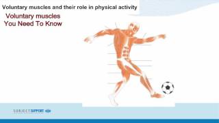 GCSE PE – Lesson 11  Classification and characteristics of muscle types [upl. by Atokad]