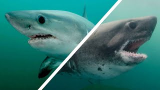 Porbeagle amp Salmon Sharks  The Underrated Great White Relatives [upl. by Sarad]