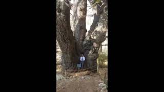 What does the oldest cedar of Lebanon look like [upl. by Athenian825]