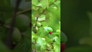 Indian talking parrot 🦜🦜🦜 [upl. by Suqram697]