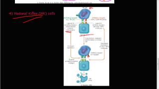 67P  Innate Immunity NK cells Natural Killer Cells [upl. by Selfridge]