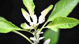 Mesotrione SOA 27 waterhemp close [upl. by Hsejar]