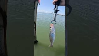 Catching TROUT in ROCK PORT Texas fishing rockport texas seatrout [upl. by Nosaes]