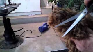 Grooming your labradoodle  Knippen van het haar tussen voetzooltjes [upl. by Ahselrak]