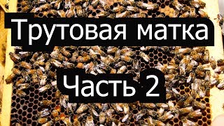 Пасека 30 Результаты исправления семьи с трутовой маткой трутовая матка часть 2  Пчеловодство [upl. by Ahsian]