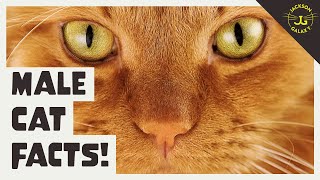 5 Facts About the Male Cat [upl. by Shauna]