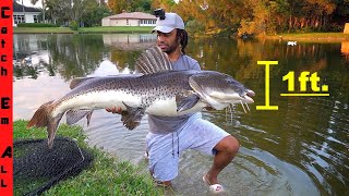 FINALLY CATCHING the GIANT DUCK KILLING CATFISH in Backyard [upl. by Eladnar903]