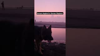 Gsd vs Gsdgermanshepherd shorts youtubeshorts trending viralvideo shortvideo ytshorts short [upl. by Milda601]