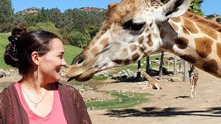 Becoming A ZOO KEEPER at San Diego Zoo 🦒 [upl. by Eniluj]