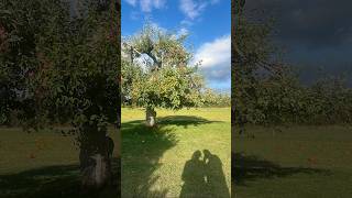 Apple Farm in New England fall newengland [upl. by Eerhs]