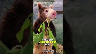 Meet the Tree Kangaroo│Agile Climbers Leaping 30 Feet Between Trees in Papua New Guinea [upl. by Ahsatin]