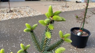 Abies Pinsapo Fastigata Spanish Fir Conifer [upl. by Hercules]