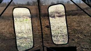 Primos Double Bull Surround View Ground Blind review with Turkeys and Bears oh my [upl. by Eeroc]