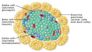 Pancreas And Diabetes Mellitus [upl. by Rellek574]