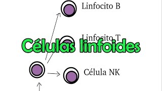 Células linfoides [upl. by Ingvar]