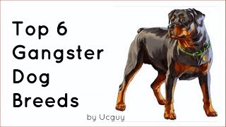 Top 6 Gangster Dog Breeds  2018 Special [upl. by Dam]