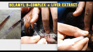 Administering Belamyl to our chickens with B Complex and Liver Extract [upl. by Hosbein]