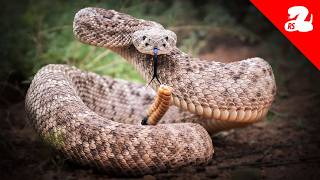 How to Know if a Rattlesnake is Ready to Strike [upl. by Ahsilra]