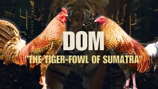 DOM GAMEFOWL BLOODLINE Fighting Style and History [upl. by Ashling875]