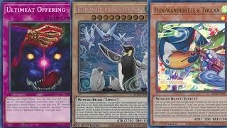 TOP 8 Floowandereeze Deck Profile  PS5 Case Tourney  2024 [upl. by Melc222]