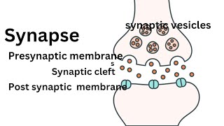 Synapse Anatomy Synapse Physiology Structure Functions Properties [upl. by Munford]