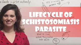 Lifecycle of Schistosomiasis Parasite [upl. by Euqinotna]