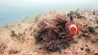 Aggressive Clownfish defending its nest [upl. by Dayna774]