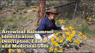 Arrowleaf Balsamroot  Identification and Description An Edible and Medicinal Plant [upl. by Aseefan770]