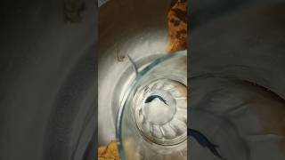 Betta fish breeding [upl. by Rovit]