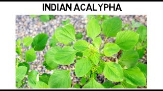 Indian Acalypha  Medical Use and How to Use [upl. by Kramlich]