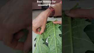 Best papaya leaf remedy to reduce seasonal fever and flu [upl. by Anerehs]