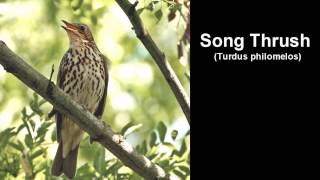 Song Thrush Bird Call and Pictures for Teaching BIRDSONG [upl. by Olracnaig]