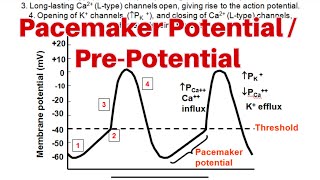 Pacemaker Potential Physiology Bangla  GuytonGanongSembulingum [upl. by Tiebold]