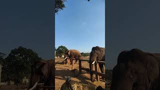 Sugreva and soma elephants of Dubare camp [upl. by Redmund]