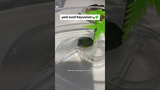 yeni evcil hayvanım🐢💚 sukaplumbağası [upl. by Dnaltruoc]