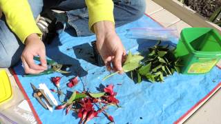 Dipladenia Stem Cuttings Mandevilla [upl. by Babita682]