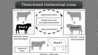 Beef Cattle Crossbreeding Systems [upl. by Okiram319]