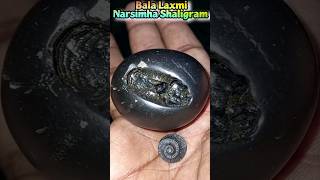 Shaligram  sri bala laxmi narsimha shaligram shila 💐💐 shorts short shortsfeed [upl. by Robbin]