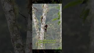 Saguinus leucopus [upl. by Senecal]