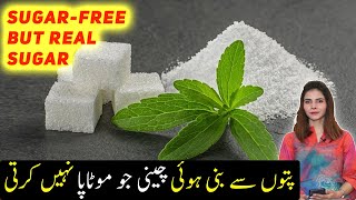 Stevia For Weight Loss  Benefits of Stevia  Sugar Se Najat [upl. by Prader286]