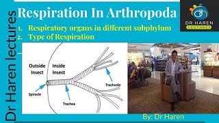 Respiration in Arthropoda [upl. by Polish]