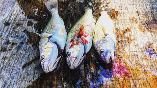 Fishing Near Bennett’s Creek For Giant Croaker [upl. by Aihsrop]