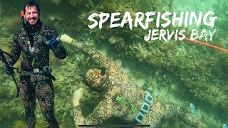 Spearfishing Jervis Bay  and seeing a Great White shark plus plenty more [upl. by Darraj764]